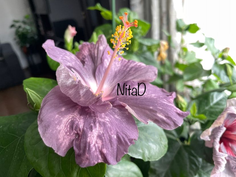  - 001 - Hibiscusi 2023