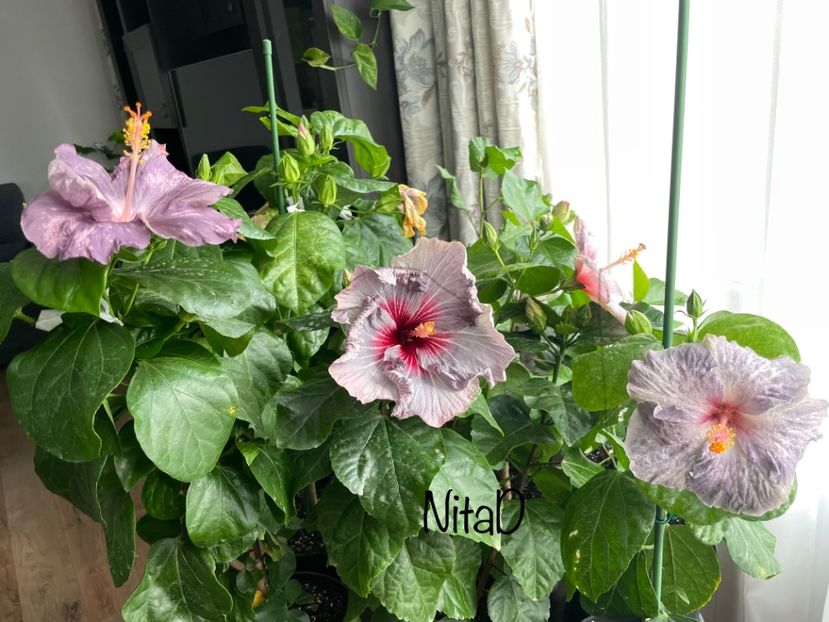  - 001 - Hibiscusi 2023