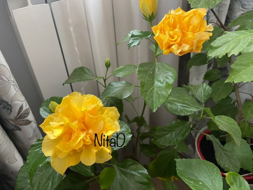  - 001 - Hibiscusi 2023