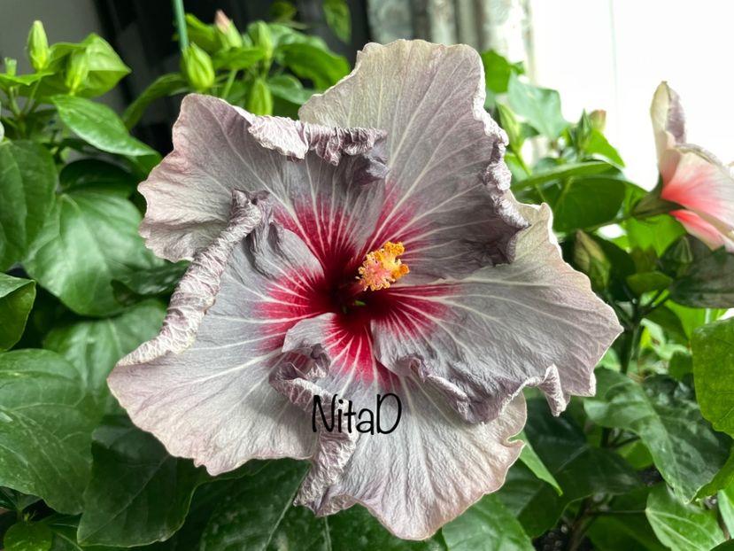  - 001 - Hibiscusi 2023