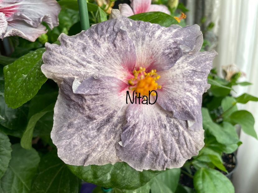  - 001 - Hibiscusi 2023