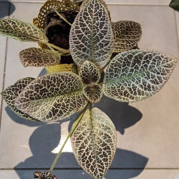 Spectaculoasa varietate! - Jim_s Curly