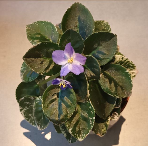 Shirl_s Hawaiian Lei - Violete