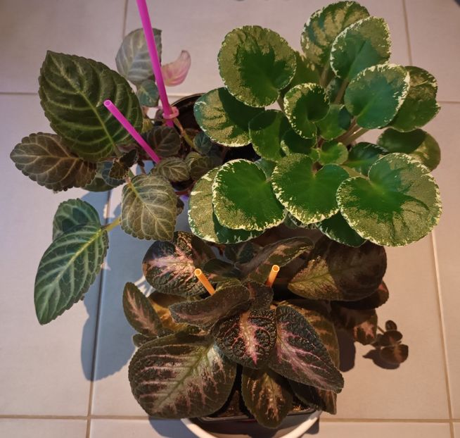  - Printre Gesneriaceae