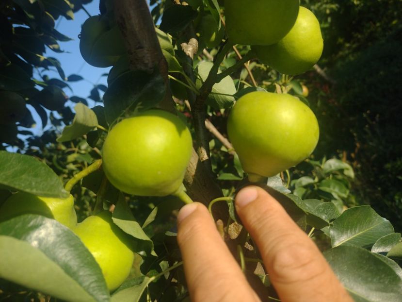 2023 tot mai hotărât să elimin total soiul - Arabitka