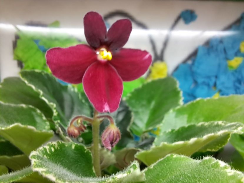  - Violeta Mac s rouge rogue