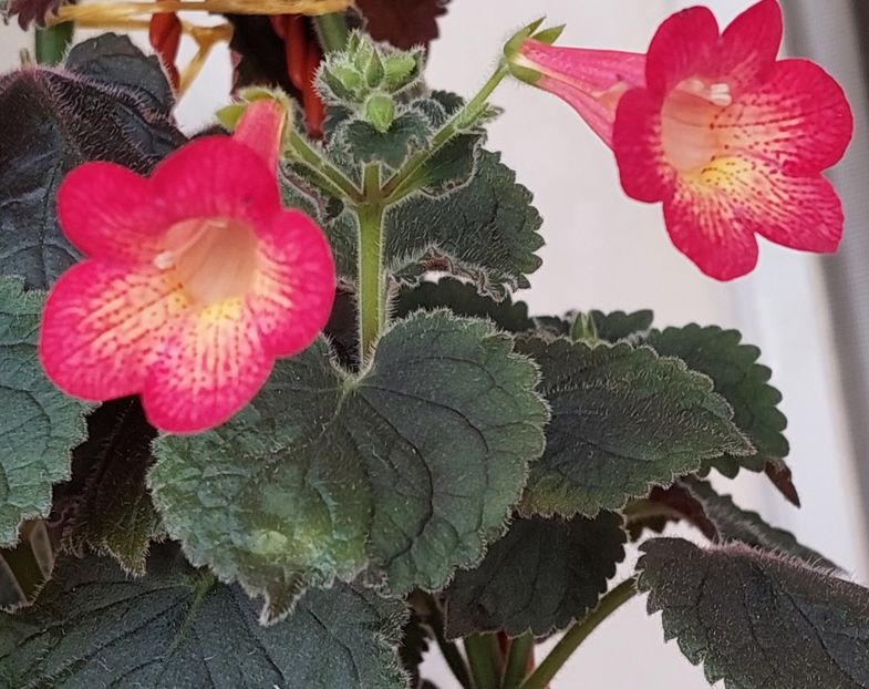  - Northwoods Sunburst