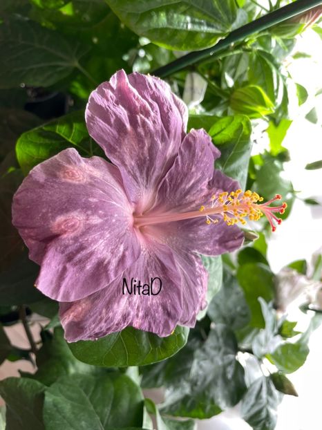  - DPs Purple Drops
