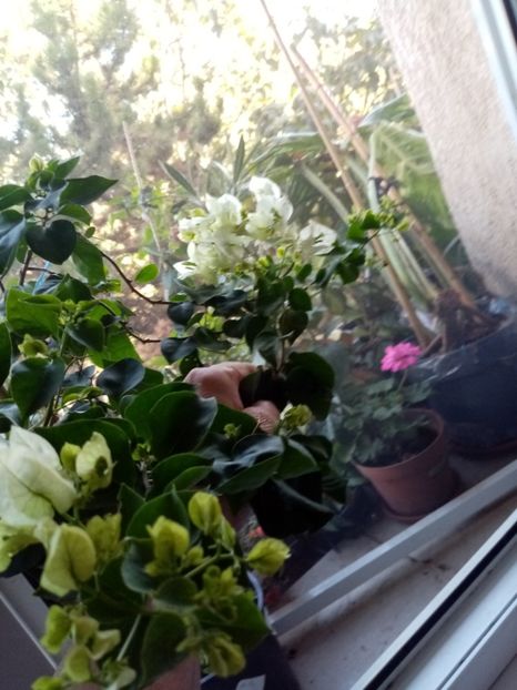 Buga alba, 60 lei - provizoriu