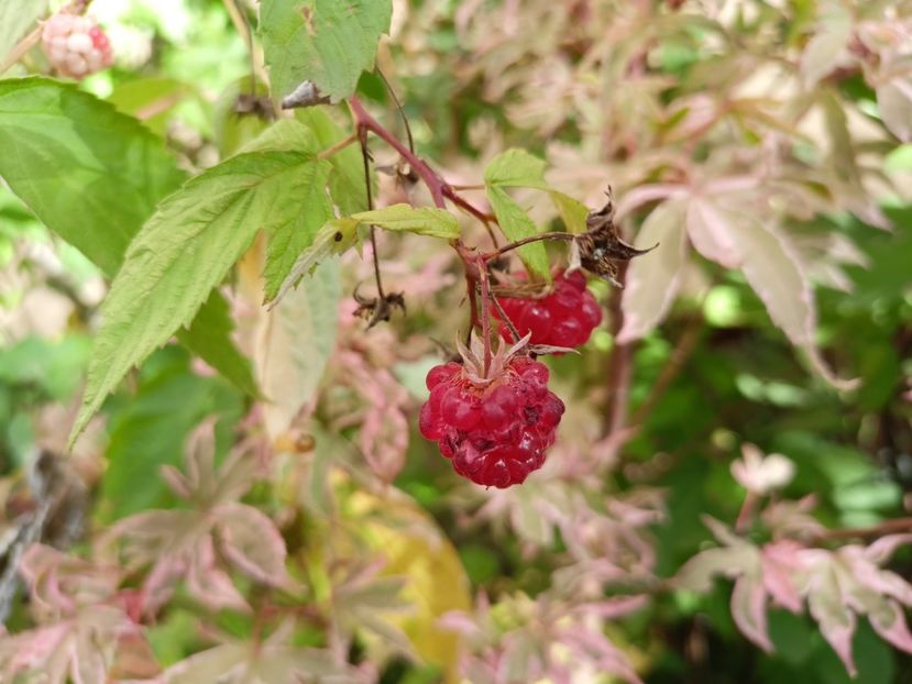  - Grădina 2023 continuare 5