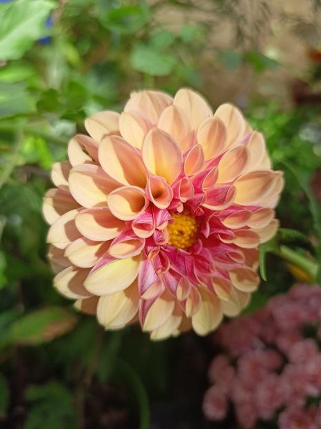 Palmares - Grădina 2023 continuare 5