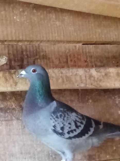 Mascul-2023 - Arhiva-amintiri