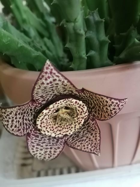  - Stapelia