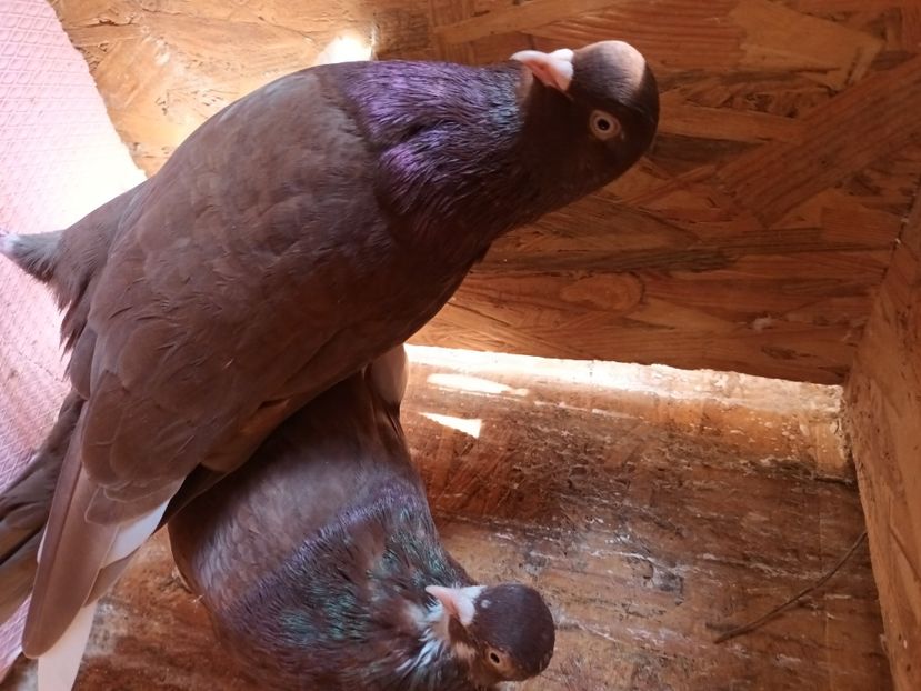  - Rolleri de Birmingam 2023