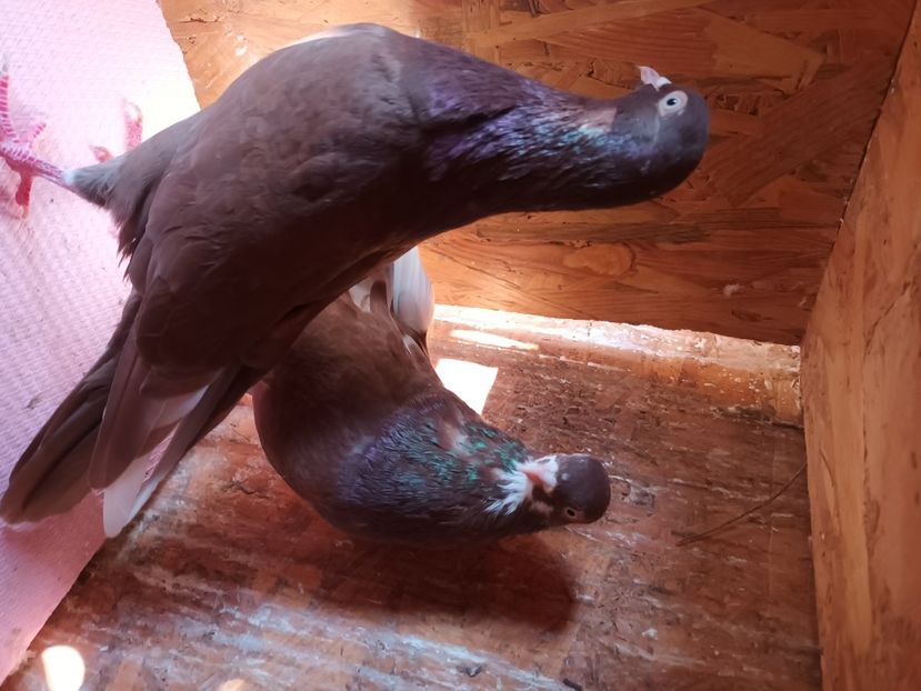  - Rolleri de Birmingam 2023