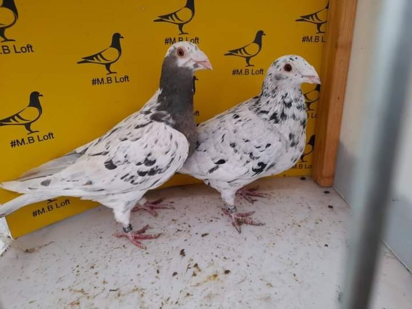  - Nu îmi aparțin 6