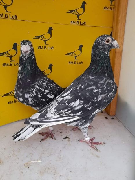  - Nu îmi aparțin 6