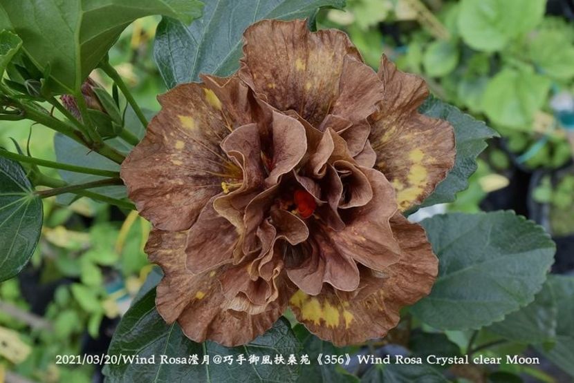 WR Crystal Clear Moon - w - HW - Snow Crane