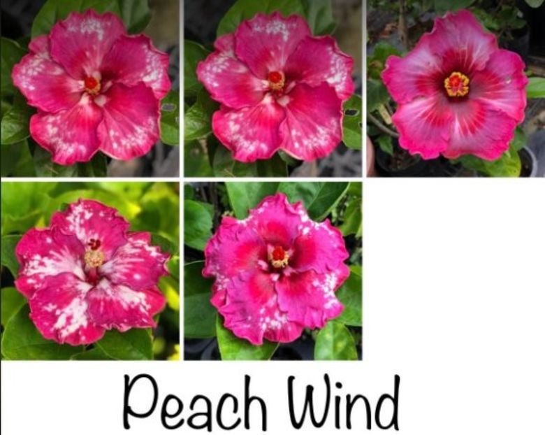 Peach Wind - w - HW - Snow Crane