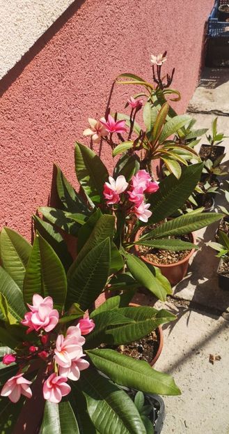 received_316819477379463 - Plumeria