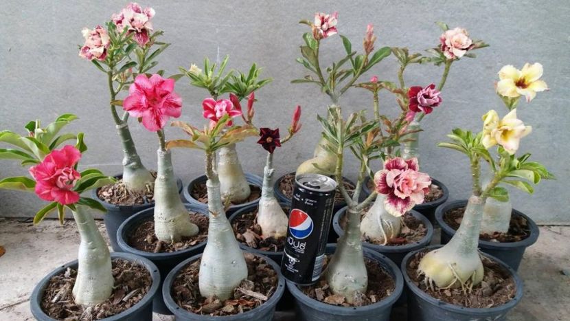 grafted14 - 2023