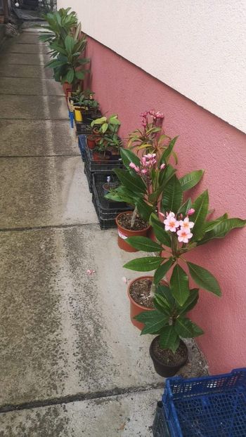  - Plumeria
