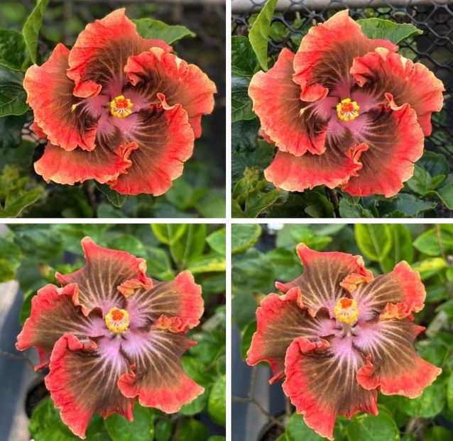 Berts Yoshinoya - w - HW - Snow Crane