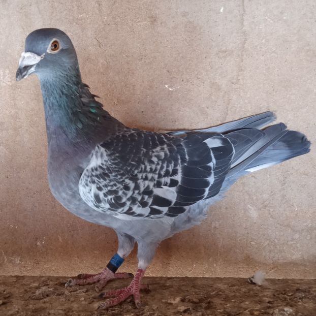 Mascul 21-884....-10 lei - Porumbei vanduti