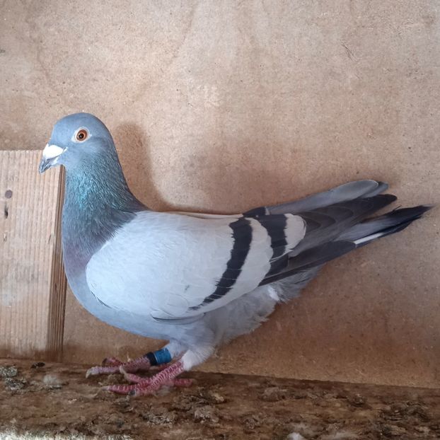 Mascul 21-716....-vandut - Porumbei vanduti