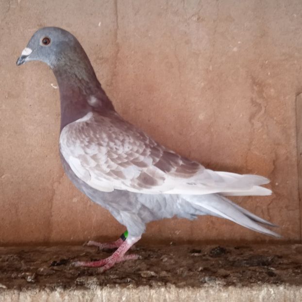 Mascul 23-542....-rezervat Sateni - Porumbei vanduti