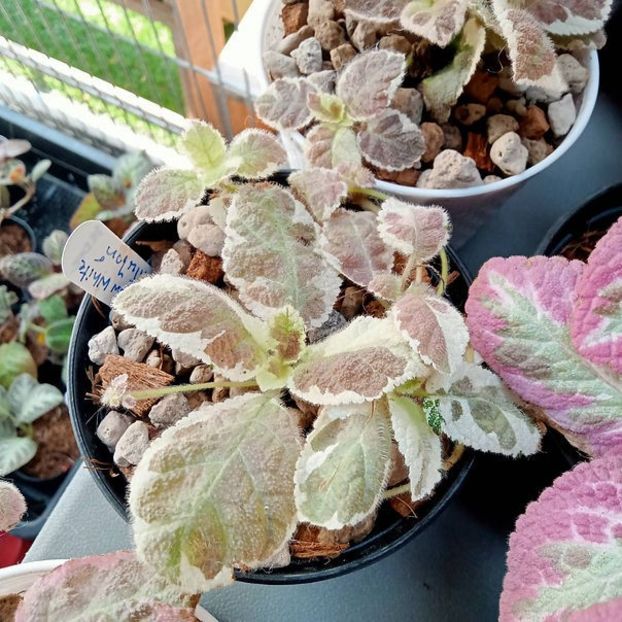 Snow white - Dorinte_vis