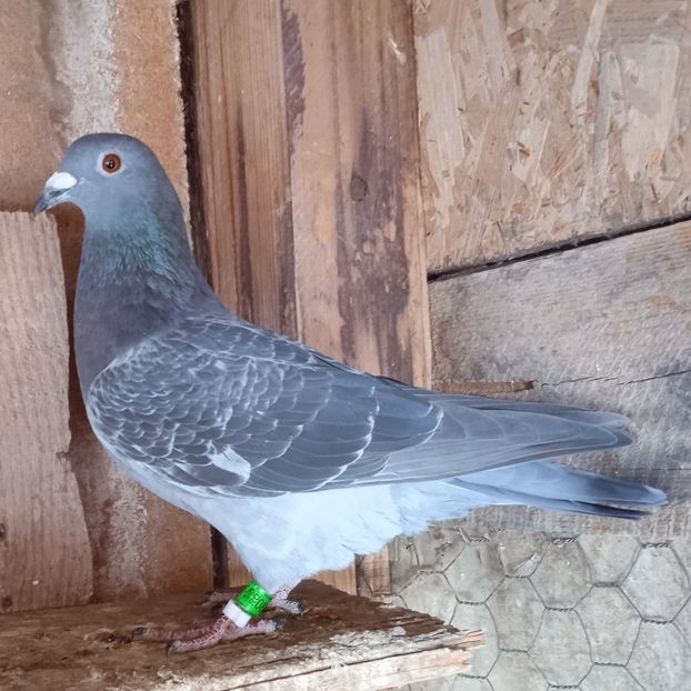 Femela 23-596....-rezervat Glodeni - Porumbei vanduti