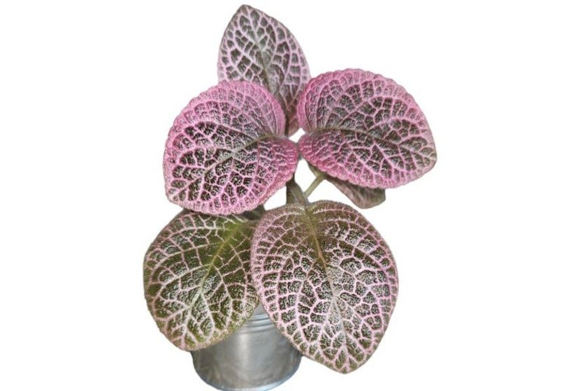 Black star - Dorinte_vis