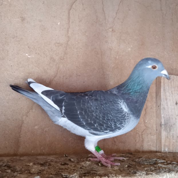 Femela 23-730....-10 lei - Porumbei vanduti