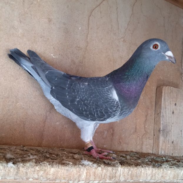 Mascul 20-211....-10 lei - Porumbei vanduti