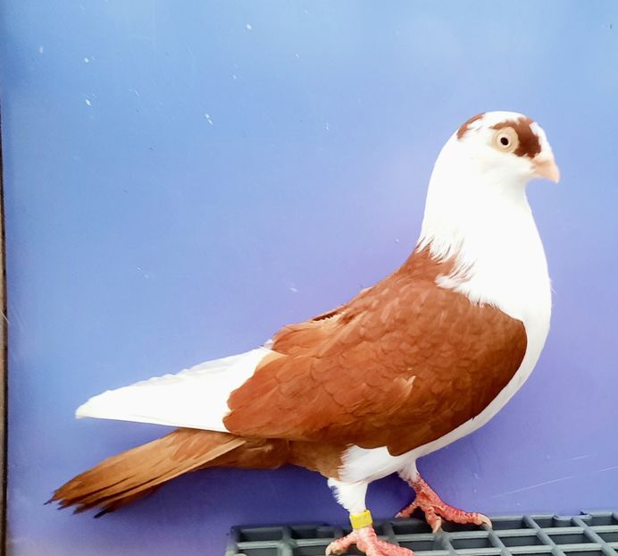 17001  Femelă  2023_3 - tineret 2023