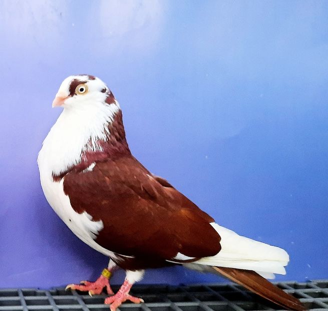 17002  Mascul  2023_1 - tineret 2023