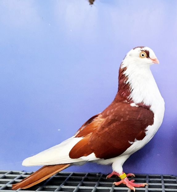 17002  Mascul  2023_2 - tineret 2023