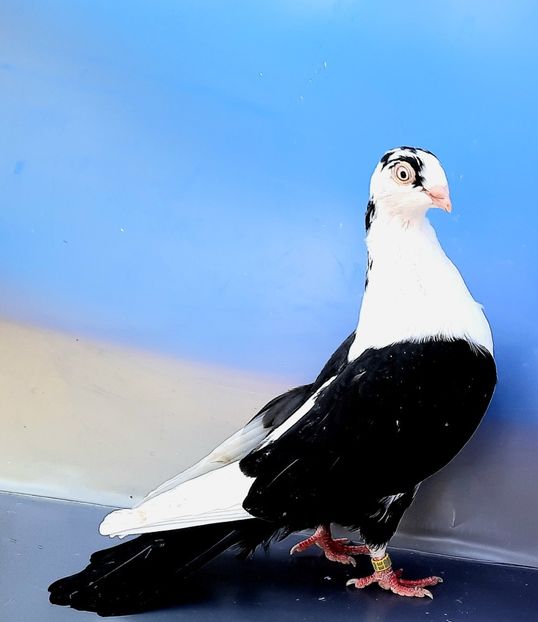 17013  Femelă  2023_1 - tineret 2023