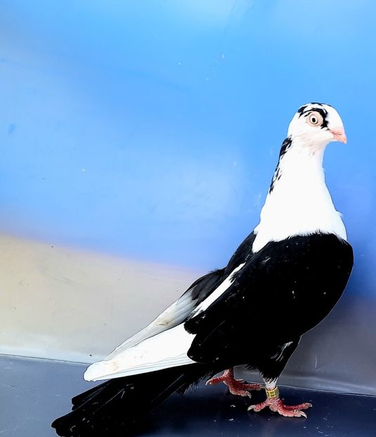 17013  Femelă  2023_3 - tineret 2023