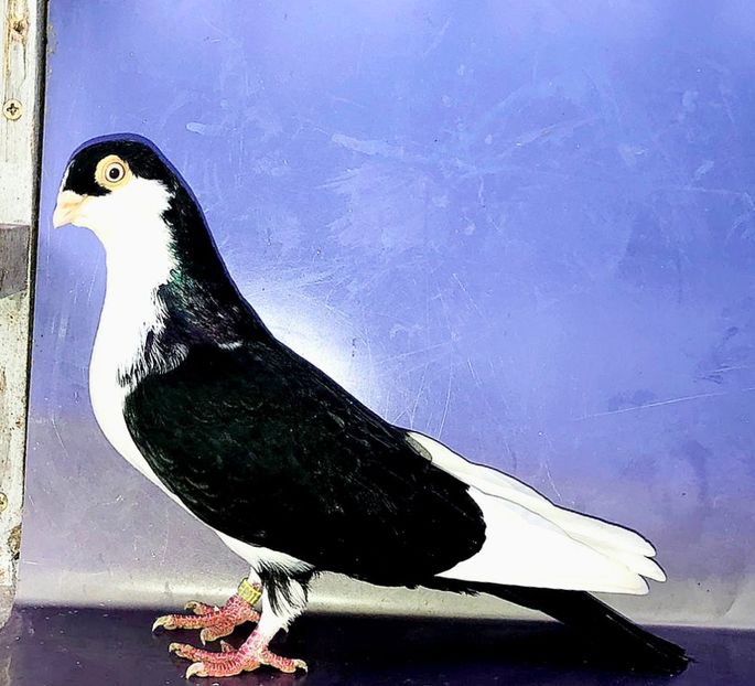 17166  Mascul  2023_2 - tineret 2023