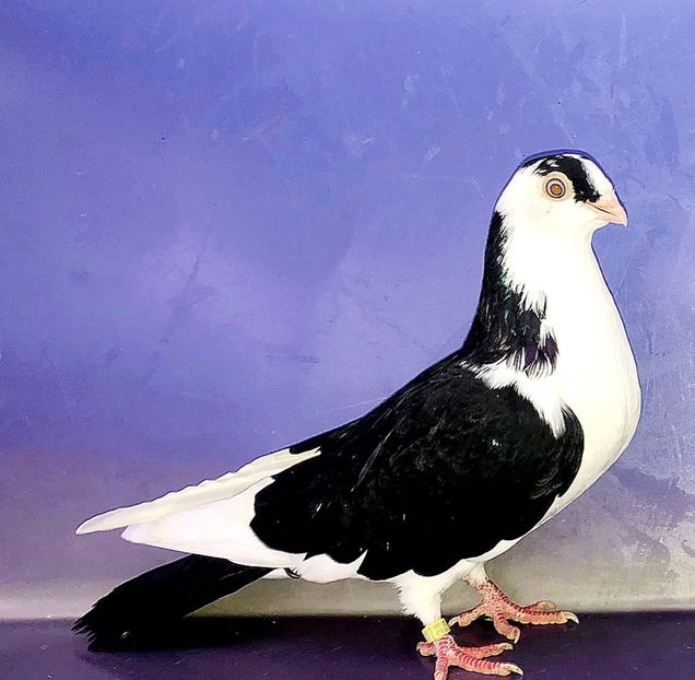 17224  Femelă  2023_2 - tineret 2023