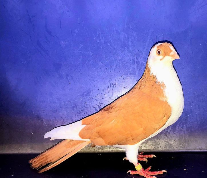 17115  Mascul  2023_3 - tineret 2023