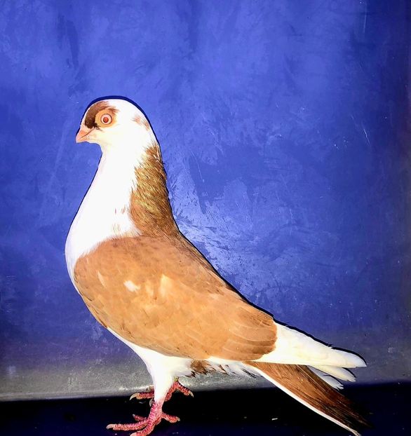 17136  Mascul  2023_1 - tineret 2023