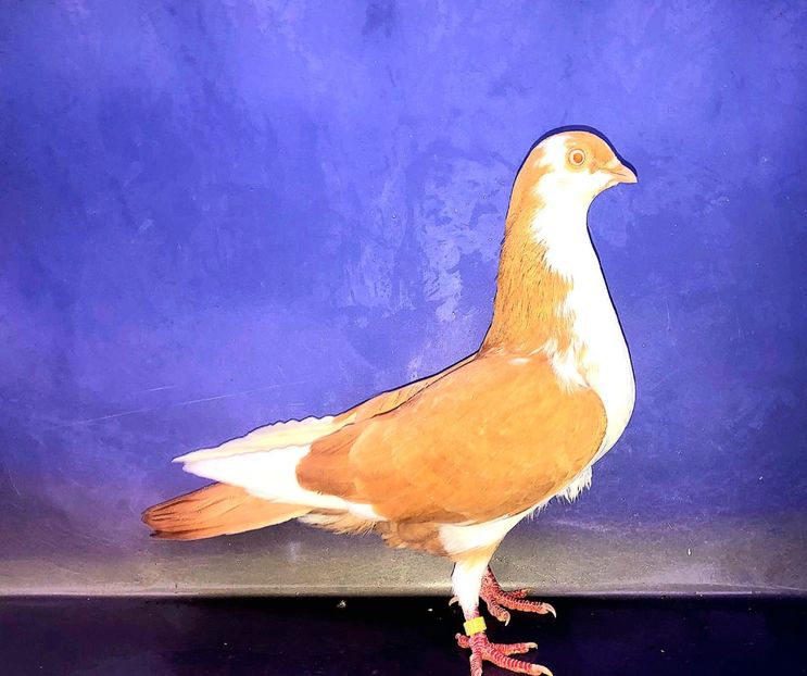 17188  Femelă  2023_3 - tineret 2023