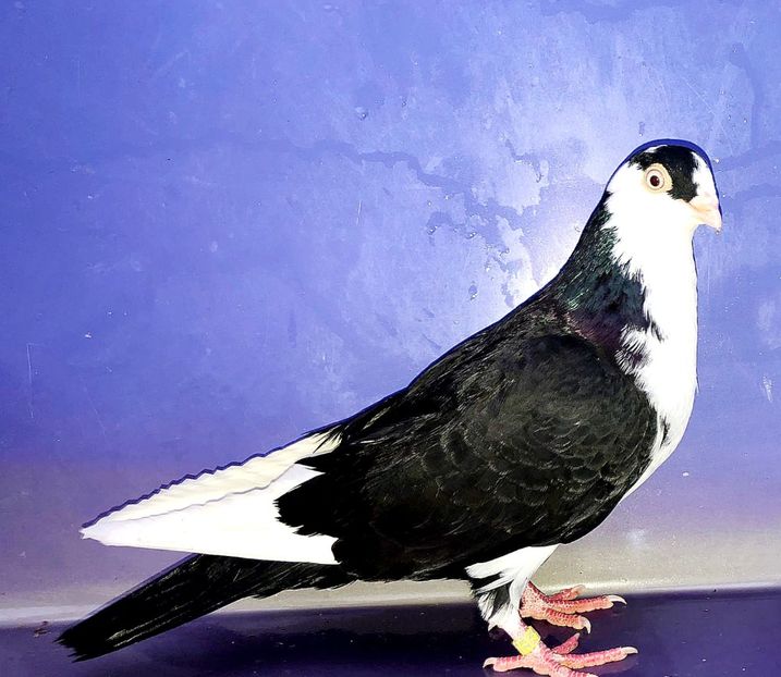 17171  Femelă  2023_3 - tineret 2023