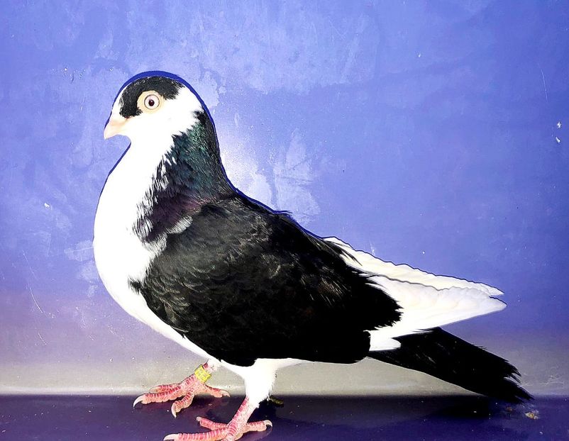 17171  Femelă  2023_2 - tineret 2023