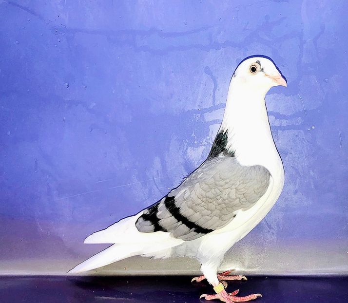 17183  Femelă  2023 - Plecați ALBUM 4