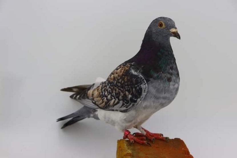  - Nu îmi aparțin 6