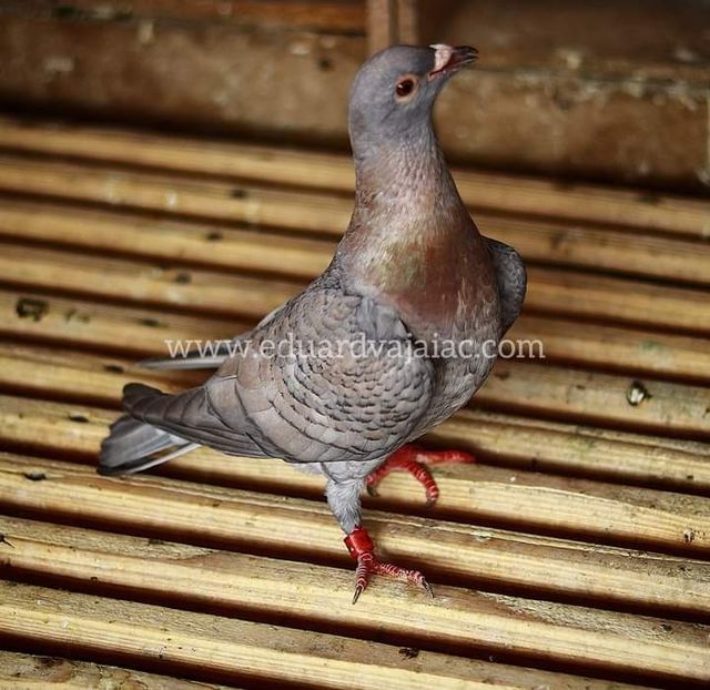  - Nu îmi aparțin 6